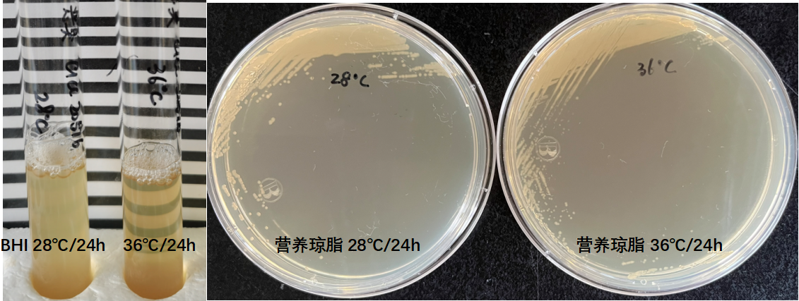 天然礦泉水檢測中的新角色--惡臭假單胞菌 天然礦泉水檢測中的新角色--惡臭假單胞菌