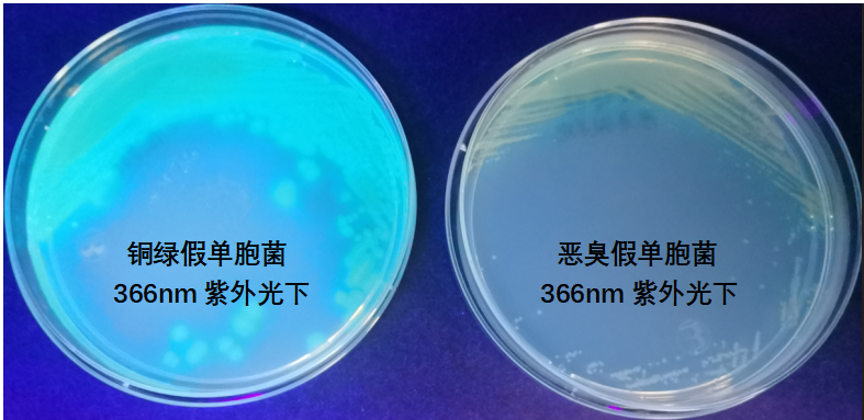 天然礦泉水檢測中的新角色--惡臭假單胞菌 天然礦泉水檢測中的新角色--惡臭假單胞菌