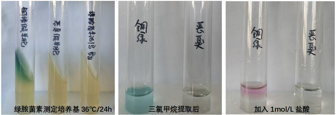 天然礦泉水檢測中的新角色--惡臭假單胞菌 天然礦泉水檢測中的新角色--惡臭假單胞菌