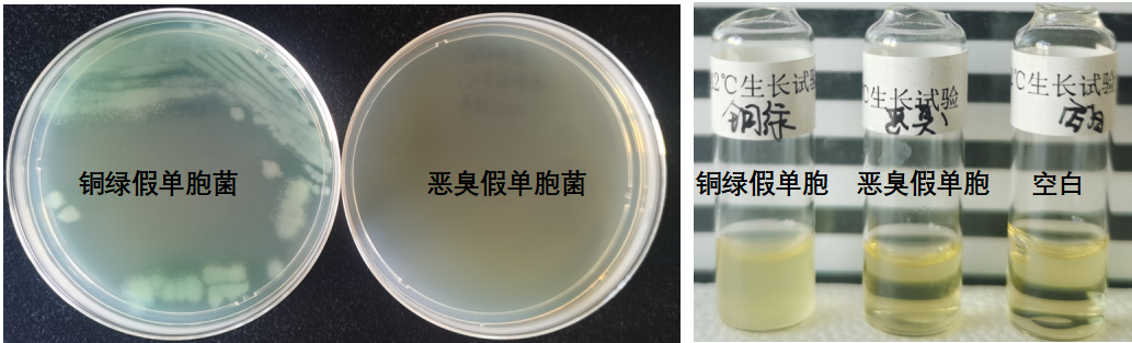 天然礦泉水檢測中的新角色--惡臭假單胞菌 天然礦泉水檢測中的新角色--惡臭假單胞菌