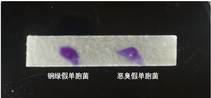 天然礦泉水檢測中的新角色--惡臭假單胞菌 天然礦泉水檢測中的新角色--惡臭假單胞菌