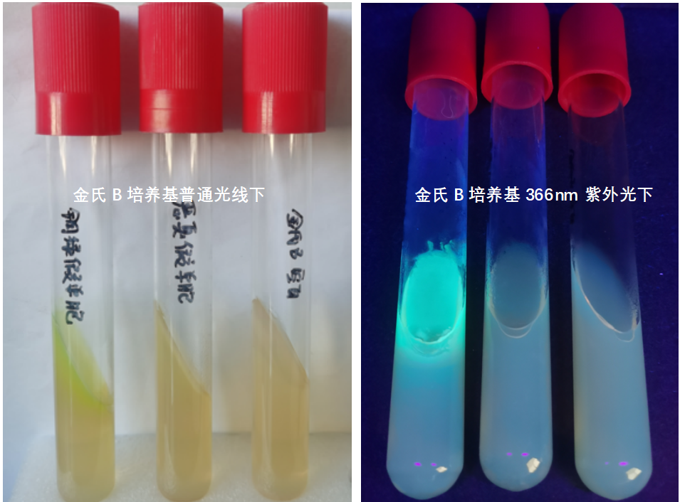 天然礦泉水檢測中的新角色--惡臭假單胞菌 天然礦泉水檢測中的新角色--惡臭假單胞菌