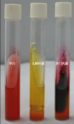 VRBA內(nèi)的紅色小菌落，有可能是沙門(mén)氏菌？
