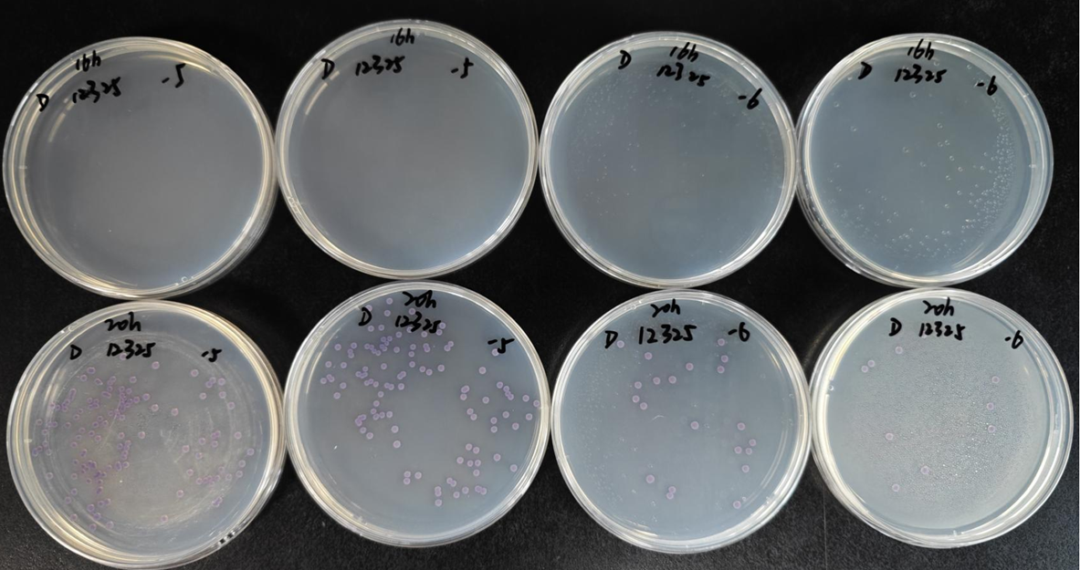 不同廠家RVS肉湯增菌效果的比較 不同廠家RVS肉湯增菌效果的比較