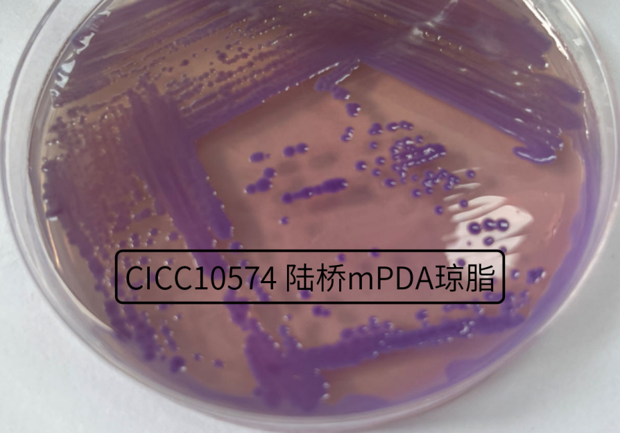 不斷變換“馬甲”的細(xì)菌——唐菖蒲伯克霍爾德氏菌(上) 不斷變換“馬甲”的細(xì)菌——唐菖蒲伯克霍爾德氏菌(上)