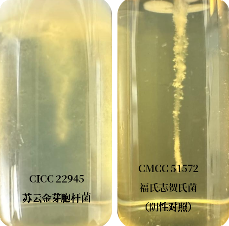 誰(shuí)是芽胞桿菌中的“運(yùn)動(dòng)健將”? 誰(shuí)是芽胞桿菌中的“運(yùn)動(dòng)健將”?
